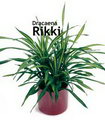 Dracaena Rikki